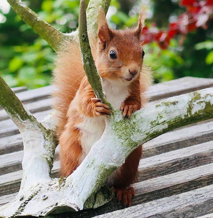 Red Squirrel Cottage Strathtay 外观 照片